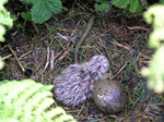 Seagull Chick 