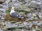 Nesting Seagull 